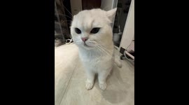 Playful cat taps owner after scolding in Beijing, China