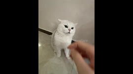 Cat calms down after being pointed at in Beijing, China