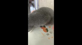 Cat gets upset when touched while eating in Jilin, China