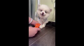 Dog refuses to wear socks in Hebei, China