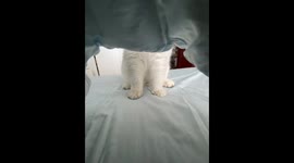 Cat playfully searches under blanket in Beijing, China
