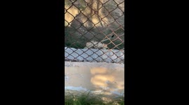 Lion Jumps on Fence and Scares Human
