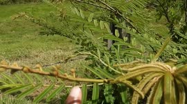 Plant closing its leaves when one touch it because of the loss of water in them. French Island of Martinique, Caribbean, West Indies, Atlantic coast, near USA  15 August 2025