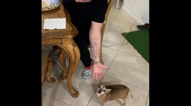 Chihuahua screams for his mom to comfort him during his anxiety crisis