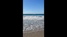Wild Dolphin Surfs Wave