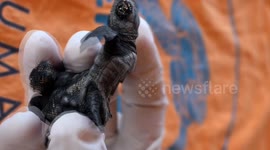 Türkiye: Rare pair of conjoined baby loggerhead sea turtles found in southern Türkiye