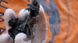 Rare pair of conjoined baby loggerhead sea turtles found in southern Türkiye