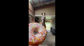 Golden Horse Given Sprinkled Doughnut