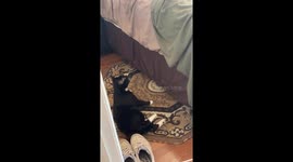 Determined Wobbly Cat Climbs Bedsheets