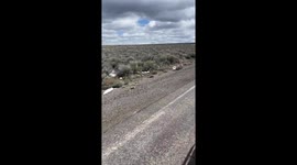 Grumpy Badger Cub Tries to Pick a Fight