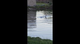 Emu Swims With Ducks