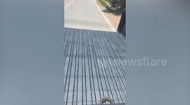 Huge snake emerges on pickup truck cargo bed