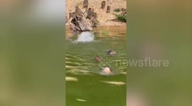 Dozens of wild monkeys swim over to boat for snacks
