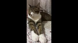 Cat startled by thunder and lightning in Guangdong, China