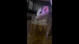 Rat amusingly shares a glass of beer in Sichuan, China