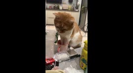Cat rests with paws in cup in Sichuan, China