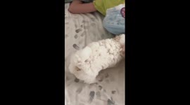 Mother surprises daughter with puppy gift