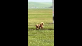 Marmot and dog play-fight in Inner Mongolia