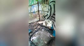 Army of frogs hops out of pool as breeder feeds them
