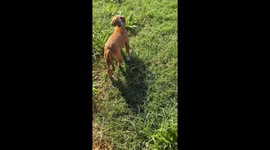 Heartwarming Reunion: Lost Puppy Gracie Finds Mom Mae in Texas!