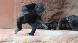 Year-old Mobi's dance debut - the energetic dance routine of the baby gorilla amazed the crowd