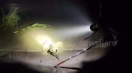 Crocodile Chaos in India: Forest Team's Harrowing Night Rescue