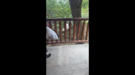 Tennessee family watch on as sneaky bear 'takes out the trash'