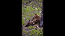 Wild Grizzly Cub Antics While Mama Bear Tries to Snooze