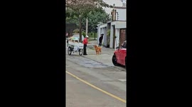 Golden Asks for Bread Every Morning