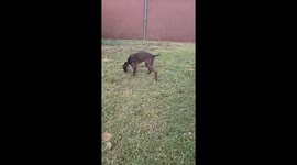 While trying to film a video about a dog in our pound the dog on question has explosive diarrhea on the volunteer taking the video.