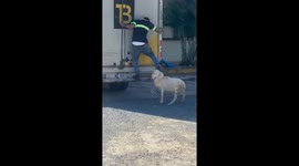 The Sheep Are Wildin'