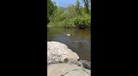 Zooming Mallard