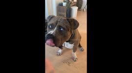 Bully Dog Enjoys a Popsicle