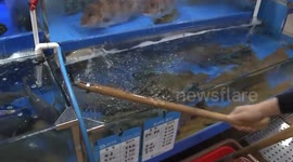 South Korea: Rising sea temperature hits South Korean fisheries, driving up seafood prices