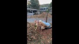 Dog Helps Grandma Garden