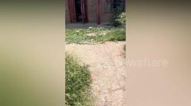 Man returns home to find yard full of giant watermelons