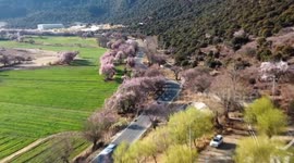 China: Remote mountainous village in Xizang gets prosperous thanks to 'peach blossom economy'
