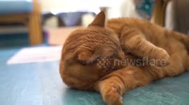 Fat cat too obese to fit through cat-flap looking for forever home