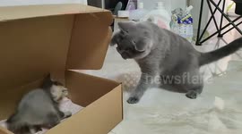 Adult cat playfully taps kitten in a box in Liaoning, China