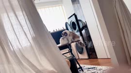 Two cats playfully tussle on a table in Shanghai, China