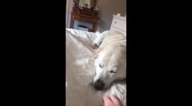 Dog sneezes while napping in Sydney, Australia