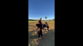 Woman falls as cow runs away after playful dog bite in Goiás, Brazil