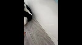 Cat hilariously struggles with sticker on leg in Hubei, China