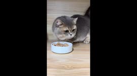 Cat refuses to share its food in Liaoning, China