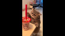 Cat tries to sip from a cup in Chongqing, China