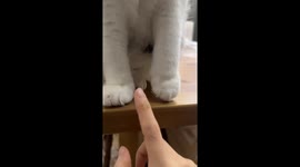 Cat playfully defends its paws in Henan, China