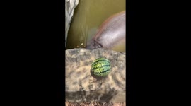 Feeding a hungry hippo with watermelon in Zhejiang, China