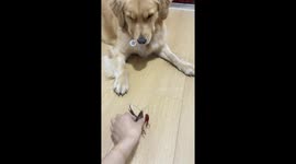 Dog playfully taps crayfish in Jiangsu, China