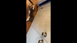 Mittens Will Never Let Me Just Vacuum