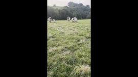 Fluffy and Happy Sheep in Yorkshire